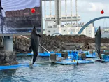 名古屋港水族館に投稿された画像（2023/8/17）