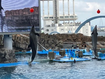 名古屋港水族館に投稿された画像（2023/8/17）
