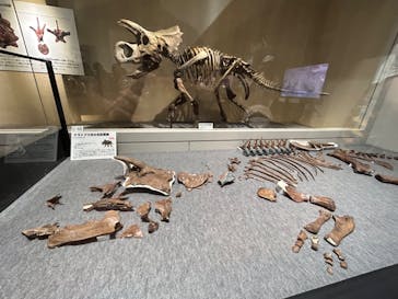 大阪市立自然史博物館に投稿された画像（2023/8/17）