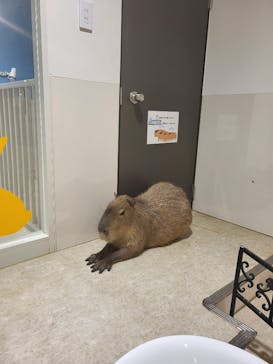 アニタッチアクアシティお台場に投稿された画像（2023/8/17）