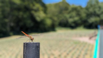 たんばらラベンダーパークに投稿された画像（2023/8/17）