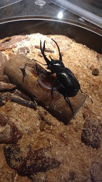 昆虫最強王図鑑展に投稿された画像（2023/8/17）