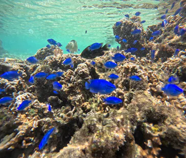 武藤潜水に投稿された画像（2023/8/17）