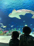 サンシャイン水族館に投稿された画像（2023/8/17）