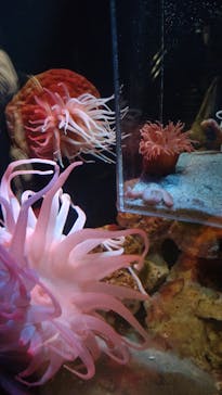 上越市立水族博物館 うみがたりに投稿された画像（2023/8/17）