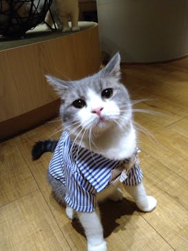 猫カフェモカ　新宿店に投稿された画像（2023/8/17）