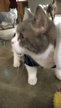 猫カフェモカ　新宿店に投稿された画像（2023/8/17）