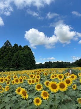 成田ゆめ牧場に投稿された画像（2023/8/17）