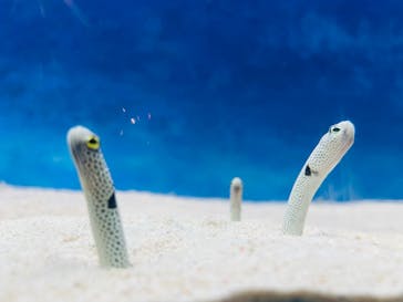 大分マリーンパレス水族館 「うみたまご」に投稿された画像（2023/8/17）