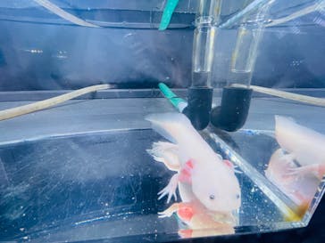 大分マリーンパレス水族館 「うみたまご」に投稿された画像（2023/8/17）