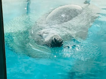 大分マリーンパレス水族館 「うみたまご」に投稿された画像（2023/8/17）