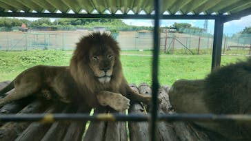 岩手サファリパークに投稿された画像（2023/8/17）