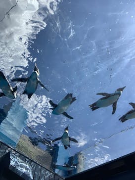 サンシャイン水族館に投稿された画像（2023/8/17）