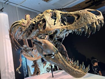 DinoScience 恐竜科学博 2023@TOKYO MIDTOWNに投稿された画像（2023/8/17）