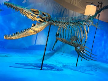 DinoScience 恐竜科学博 2023@TOKYO MIDTOWNに投稿された画像（2023/8/17）