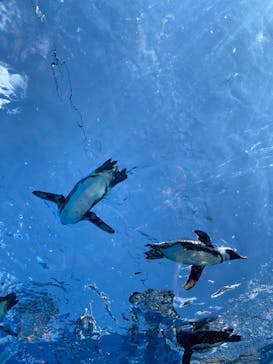 サンシャイン水族館に投稿された画像（2023/8/17）