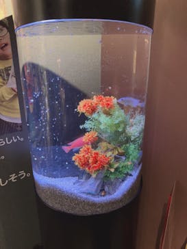 NARA KINGYO MUSEUMに投稿された画像（2023/8/17）