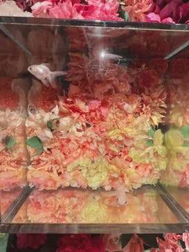 NARA KINGYO MUSEUMに投稿された画像（2023/8/17）