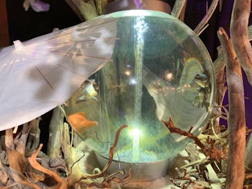 NARA KINGYO MUSEUMに投稿された画像（2023/8/17）