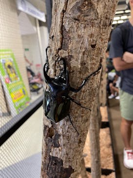 JOYPOLIS 特別イベントスペースに投稿された画像（2023/8/17）