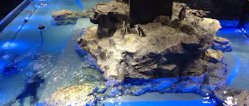 すみだ水族館に投稿された画像（2023/8/17）