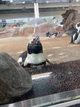 京都水族館×ニデック京都タワーに投稿された画像（2023/8/17）