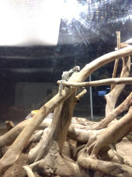 カワスイ 川崎⽔族館に投稿された画像（2023/8/17）