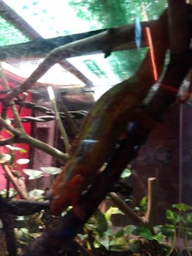 カワスイ 川崎⽔族館に投稿された画像（2023/8/17）