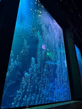 マリンワールド海の中道に投稿された画像（2023/8/17）