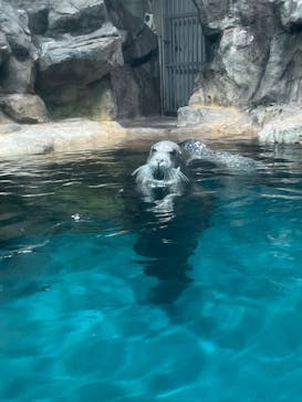 大分マリーンパレス水族館 「うみたまご」に投稿された画像（2023/8/17）