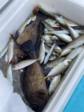 釣り船元栄丸に投稿された画像（2023/8/17）