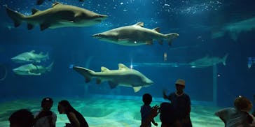 アクアワールド茨城県大洗水族館に投稿された画像（2023/8/17）