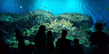アクアワールド茨城県大洗水族館に投稿された画像（2023/8/17）