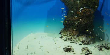 アクアワールド茨城県大洗水族館に投稿された画像（2023/8/17）