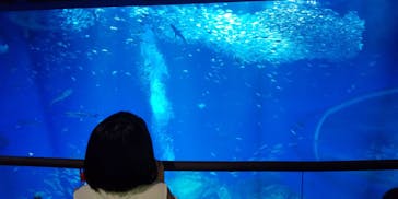 アクアワールド茨城県大洗水族館に投稿された画像（2023/8/17）