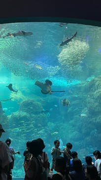 新江ノ島水族館に投稿された画像（2023/8/17）