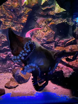 仙台うみの杜水族館に投稿された画像（2023/8/17）