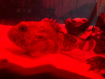 仙台うみの杜水族館に投稿された画像（2023/8/17）