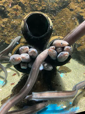 仙台うみの杜水族館に投稿された画像（2023/8/17）