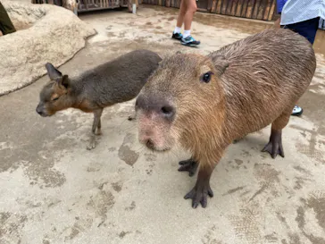 神戸どうぶつ王国に投稿された画像（2023/8/17）