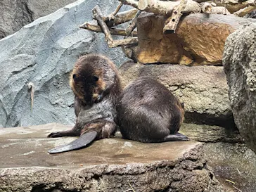 神戸どうぶつ王国に投稿された画像（2023/8/17）