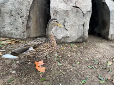 神戸どうぶつ王国に投稿された画像（2023/8/17）