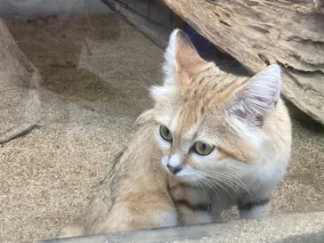 神戸どうぶつ王国に投稿された画像（2023/8/17）