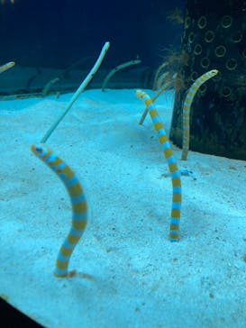 沖縄美ら海水族館に投稿された画像（2023/8/17）