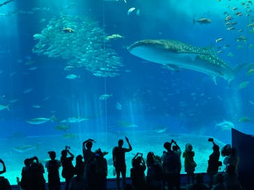 沖縄美ら海水族館に投稿された画像（2023/8/17）