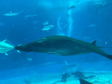 沖縄美ら海水族館に投稿された画像（2023/8/17）