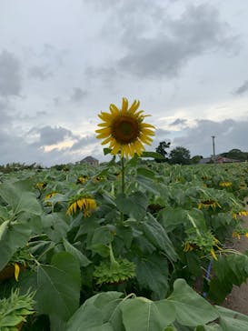 淡路ファームパーク イングランドの丘に投稿された画像（2023/8/17）