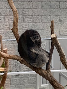 淡路ファームパーク イングランドの丘に投稿された画像（2023/8/17）