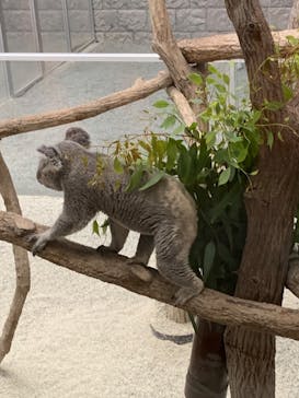 淡路ファームパーク イングランドの丘に投稿された画像（2023/8/17）