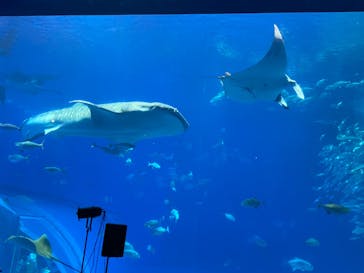 沖縄美ら海水族館に投稿された画像（2023/8/17）